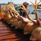 Influenza aviaria, primo caso in Cina. L'Oms: «Non si trasmette da uomo da uomo»