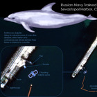 Ucraina, Putin schiera i delfini da guerra al largo della Crimea: addestrati contro attacchi subacquei