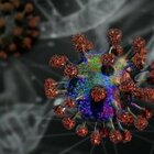 Nuovo coronavirus scoperto nei pipistrelli in Asia