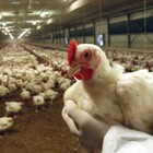 Aviaria nel nord Europa: migliaia di polli abbattuti in Francia, Germania e Inghilterra