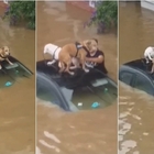 Belgio, due cani messi in salvo sul tettino di un'auto dopo l'inondazione