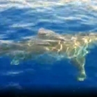 Avvistato uno squalo bianco al largo di Lampedusa