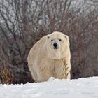 Orso polare maschio uccide femmina allo zoo di Detroit: «Tentativo accoppiamento finito in tragedia»