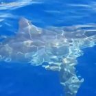 Grosso squalo bianco al largo di Lampedusa: l'avvistamento clamoroso in un VIDEO