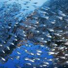 Giornata mondiale degli oceani: «Salviamo il polmone blu del pianeta»