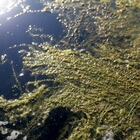 Torino, un'alga esotica aliena nel Po: è cresciuta grazie al caldo