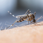 Dengue, cos'è e come si manifesta il virus: «Febbre alta e macchie simili al morbillo»