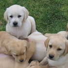 Labrador dà alla luce 14 piccoli: «Una delle più grandi cucciolate di sempre»