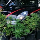 Fermato senza patente, fa un errore incredibile: mostra ai carabinieri la foto di una piantagione di cannabis