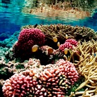 Clima, dopo i coralli si stanno sbiancando anche i pesci
