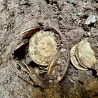 Ristrutturano casa e trovano 260 monete d'oro del XVIII secolo sotto al pavimento: vendute, guadagnano 850mila euro