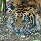 Bracconieri uccidono tigre di Sumatra incinta di due cuccioli