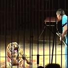 Domatore del circo Orfei ucciso da una tigre: choc durante le prove. Il corpo dilaniato per trenta minuti