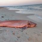 Squalo manzo rarissimo trovato su una spiaggia in Salento: vive solo in acque tropicali