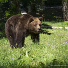 Parco, i turisti la inseguono per un filmato, l'orsa Giacomina attacca: ecco cosa è successo