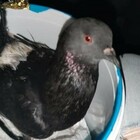 Migranti, donna sbarca a Trapani con un piccione legato al polso