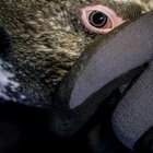 Danimarca, pinguini vaccinati contro l'influenza aviaria