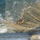 Strage di tartarughe marine in Messico: 300 morte impigliate nelle reti da pesca illegali