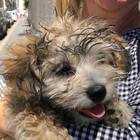 LA STORIA: Roma, cagnolina usata per l'elemosina sotto al sole: vigilessa la adotta dopo l'intervento