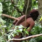 Amazzonia, il video dell'ultimo sopravvissuto di una tribù: tutti gli altri sterminati