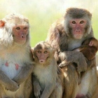 Vaiolo delle scimmie, una coppia positiva a Londra: è il terzo caso in un mese