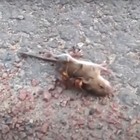 Calabrone killer, ora è allerta totale: ecco come può uccidere un topo in pochi istanti