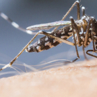 Allarme febbre Dengue dopo la vacanza a Bali