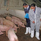 Peste suina, sequestrate 10 tonnellate di carni provenienti dalla Cina