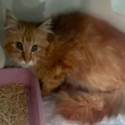 Allevatrice di Maine Coon muore in casa: 20 gatti si nutrono con il suo cadavere per settimane